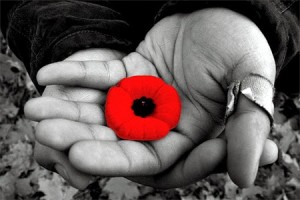 Poppy Flower Poppy Flower