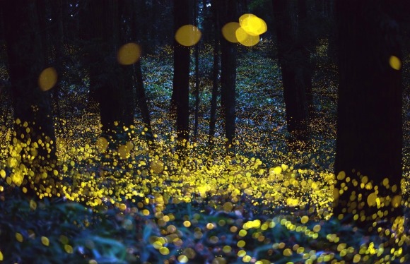 Fireflies