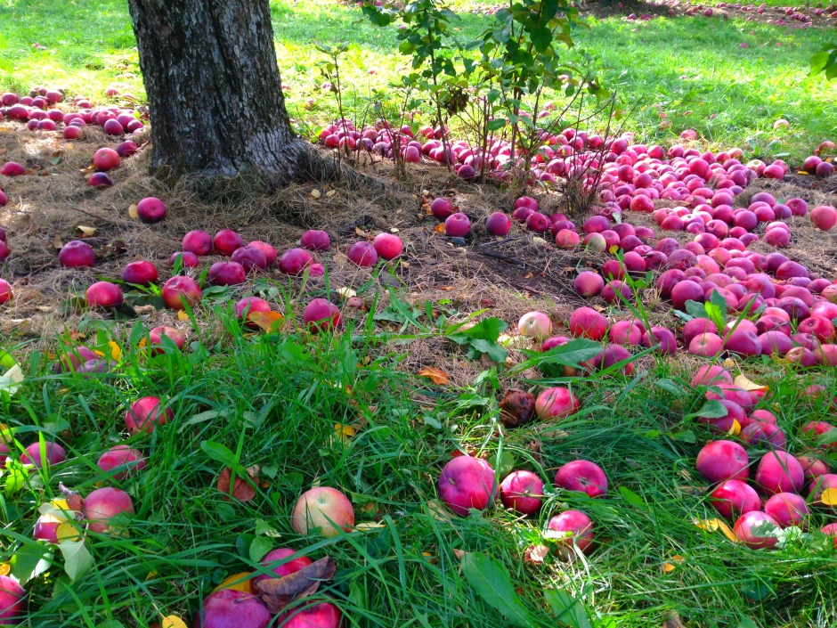 Apple Picking With The Family