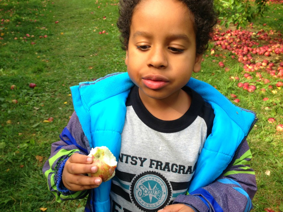 Apple Picking With The Family