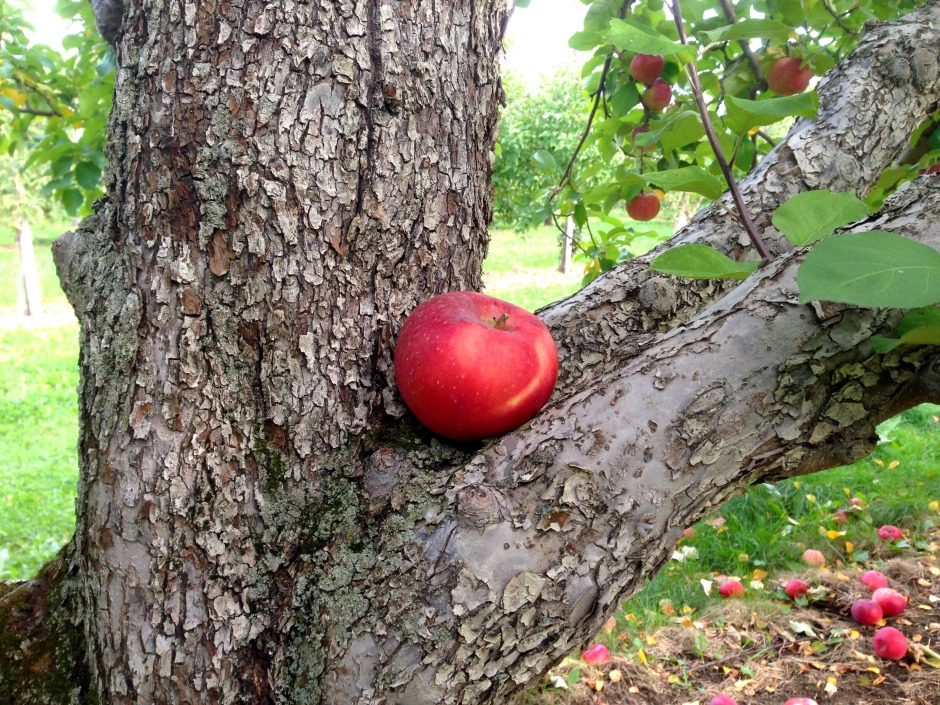 Apple Picking With The Family