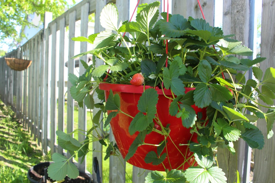 Planting Vegetables & Flowers In Our Garden