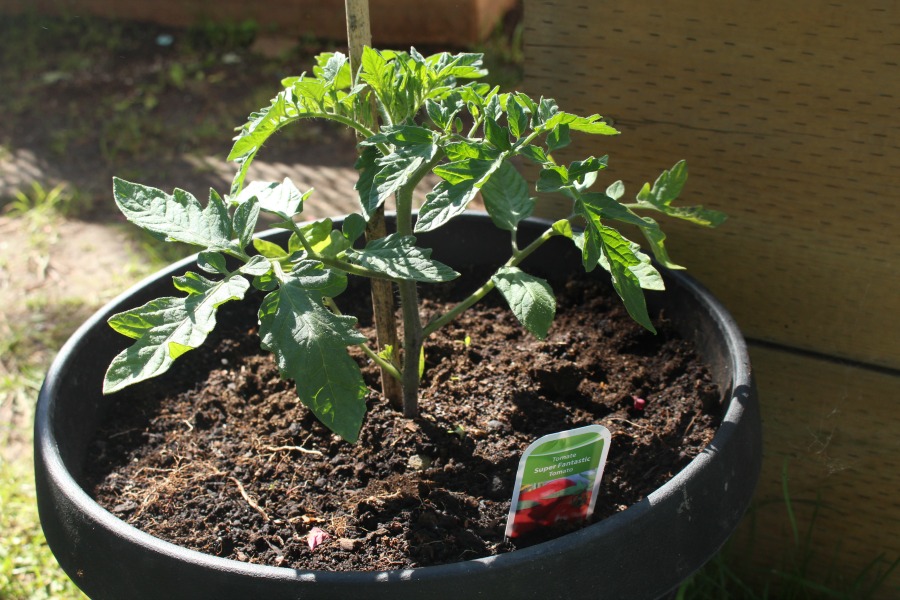 Planting Vegetables & Flowers In Our Garden