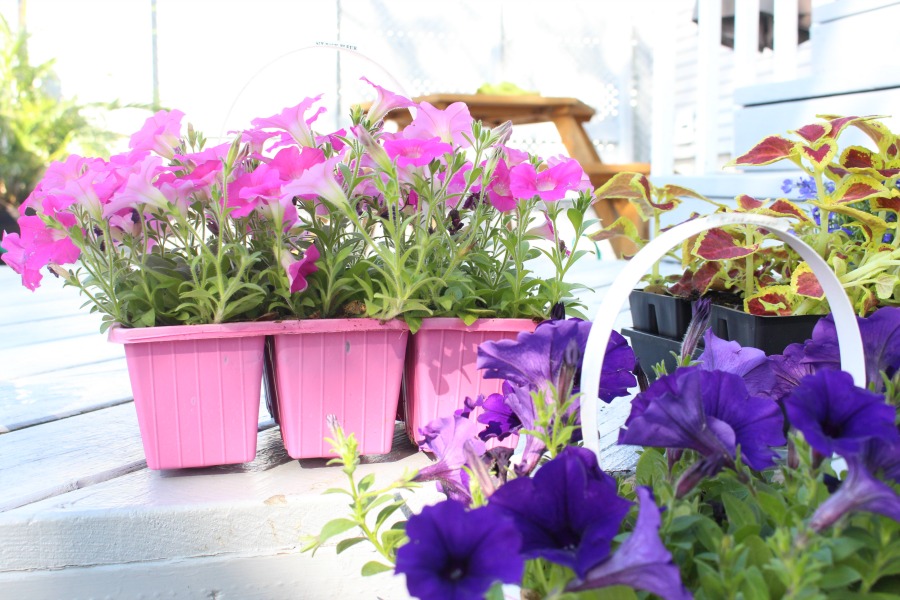 Planting Vegetables & Flowers In Our Garden