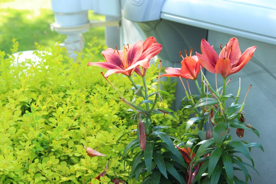 Planting Vegetables & Flowers In Our Garden