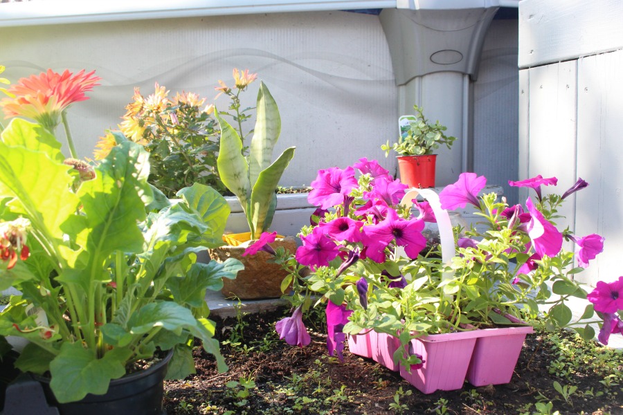 Planting Vegetables & Flowers In Our Garden