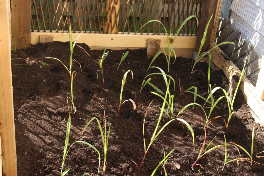 Planting Vegetables & Flowers In Our Garden