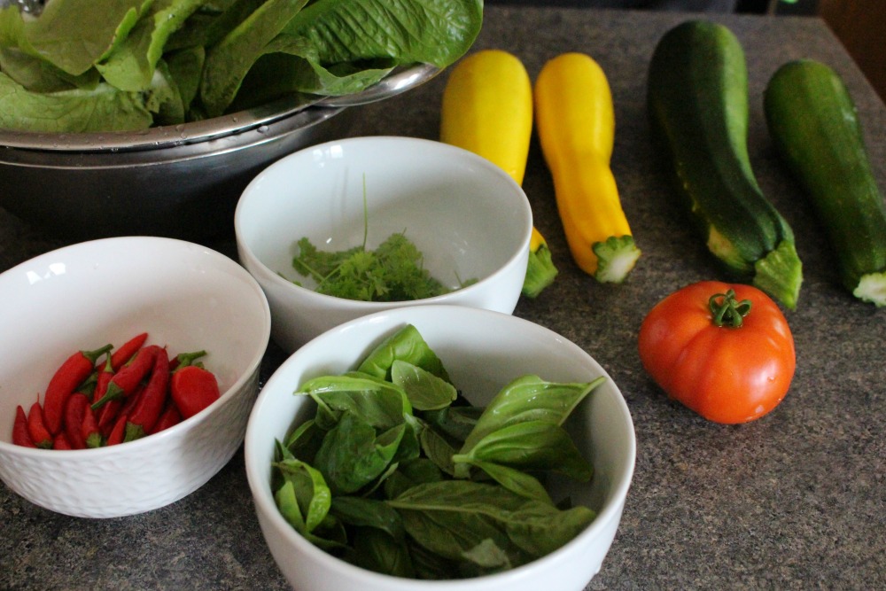 Grateful Sunday: Garden Harvest - We Got Zucchini!