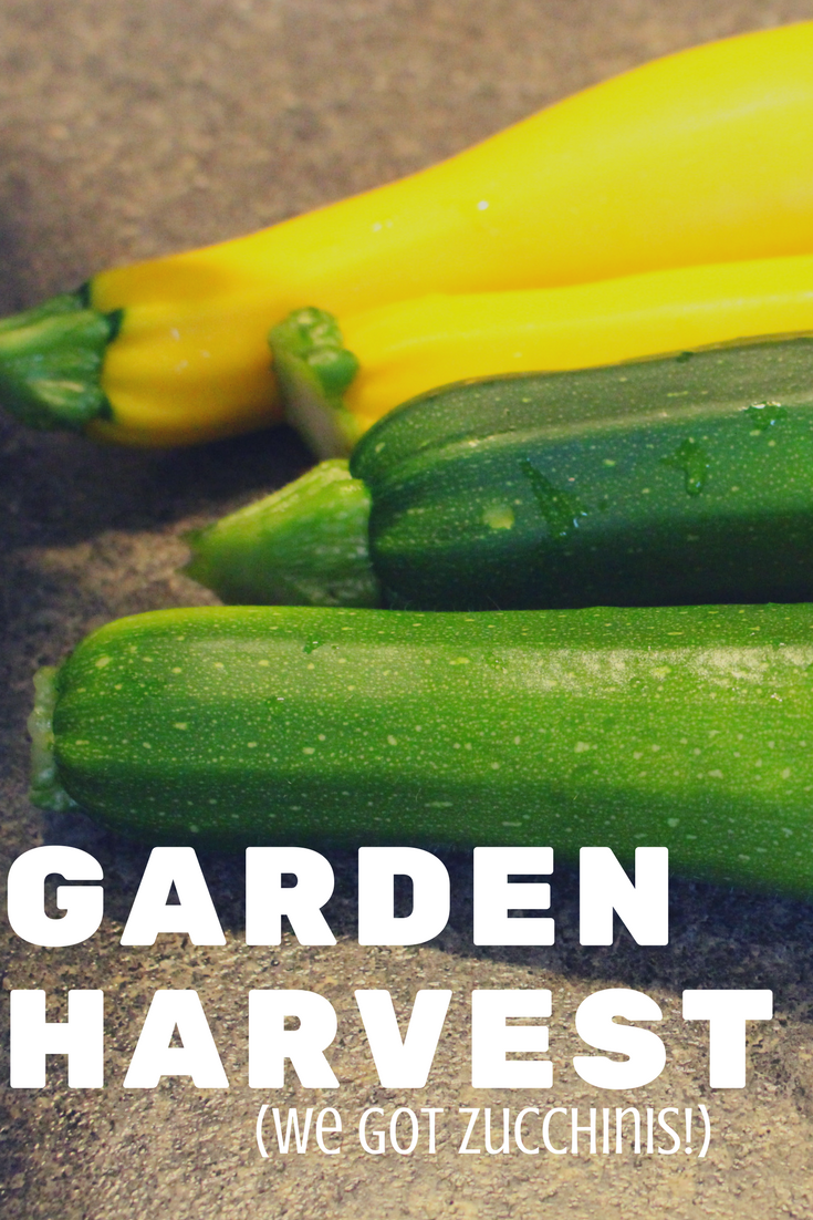 Garden Harvest - We Got Zucchinis!