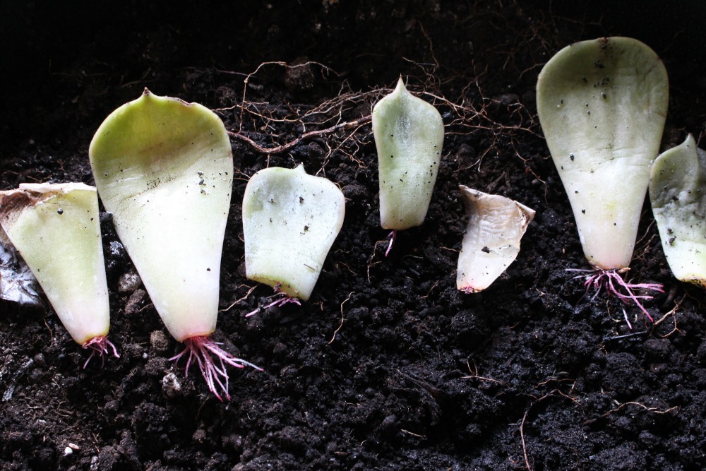 3 Things I Learned From My Failed Attempt At Propagating Succulents