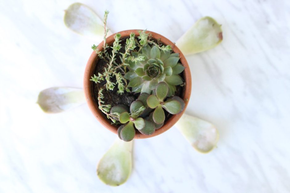 3 Things I Learned From My Failed Attempt At Propagating Succulents