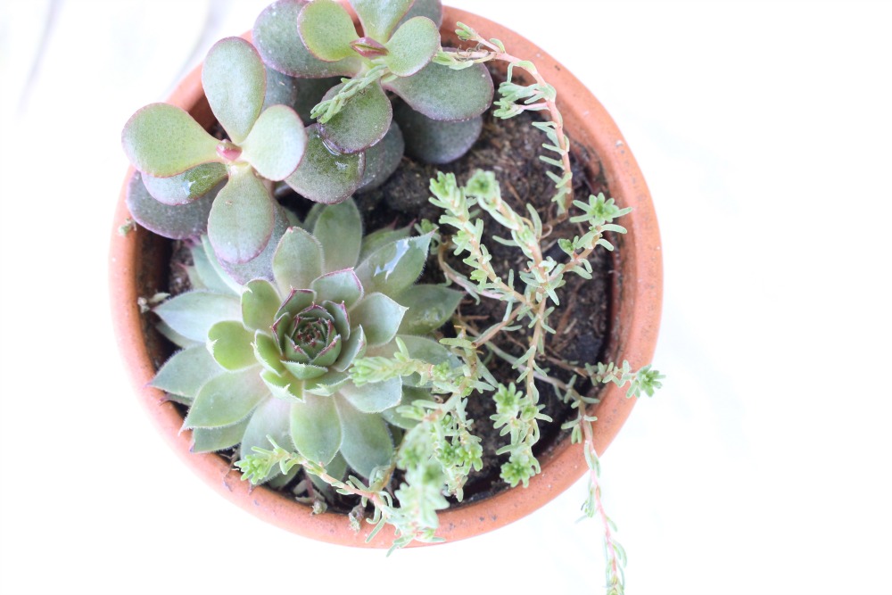 3 Things I Learned From My Failed Attempt At Propagating Succulents