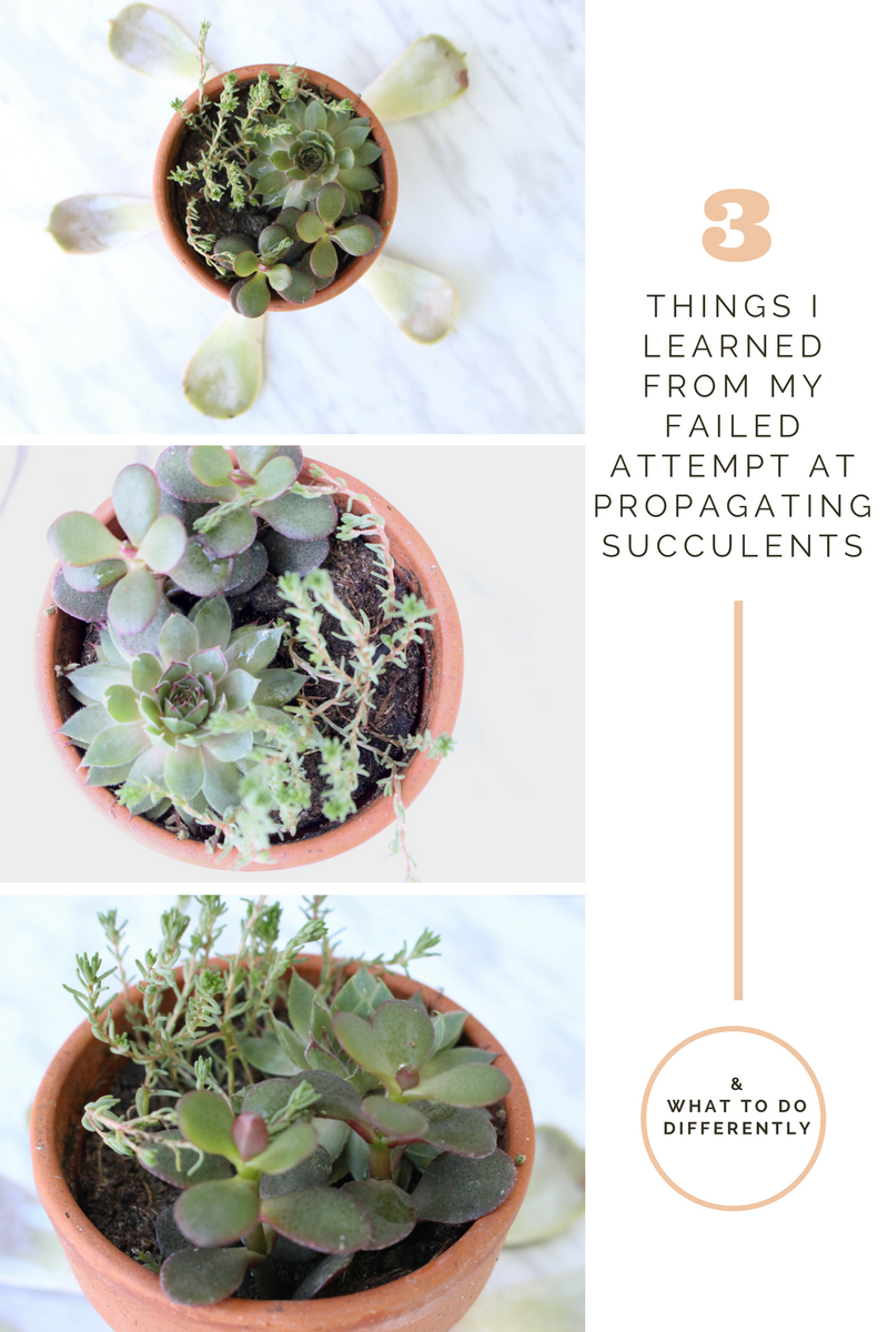 3 Things I Learned From My Failed Attempt At Propagating Succulents