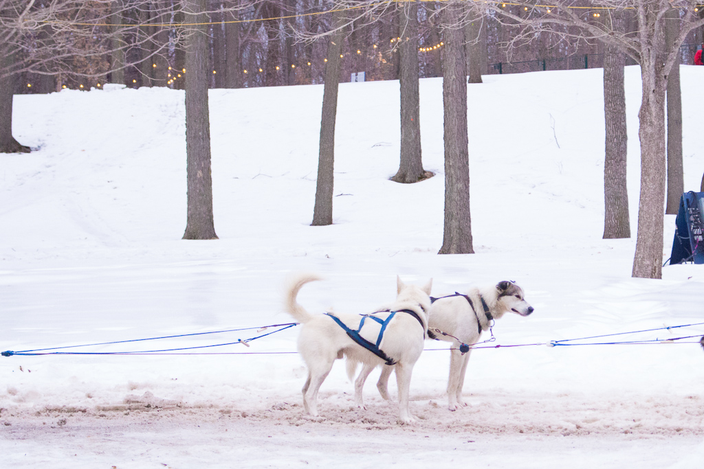 Family Winter Fun | Fête Des Neiges De Montreal