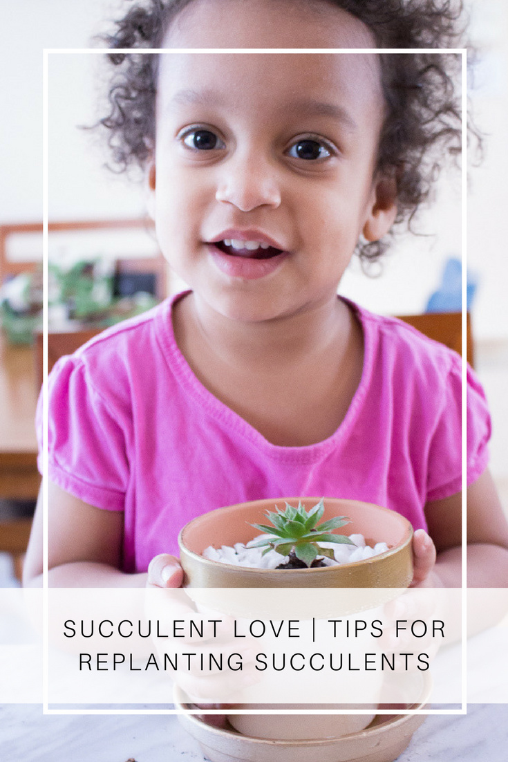 Succulent Love | Tips For Replanting Succulents