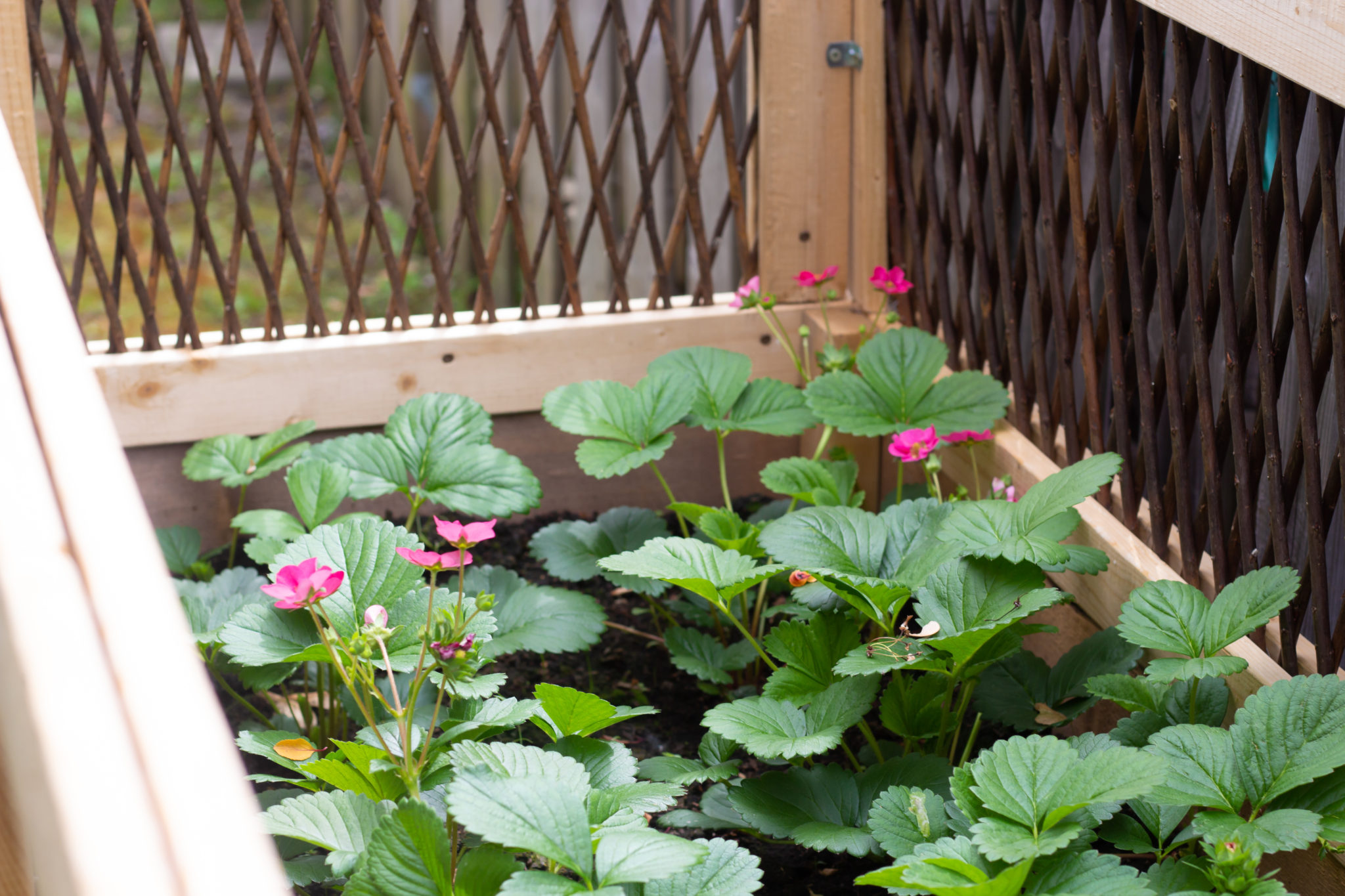 Garden Update: Strawberry picking in our own yard!