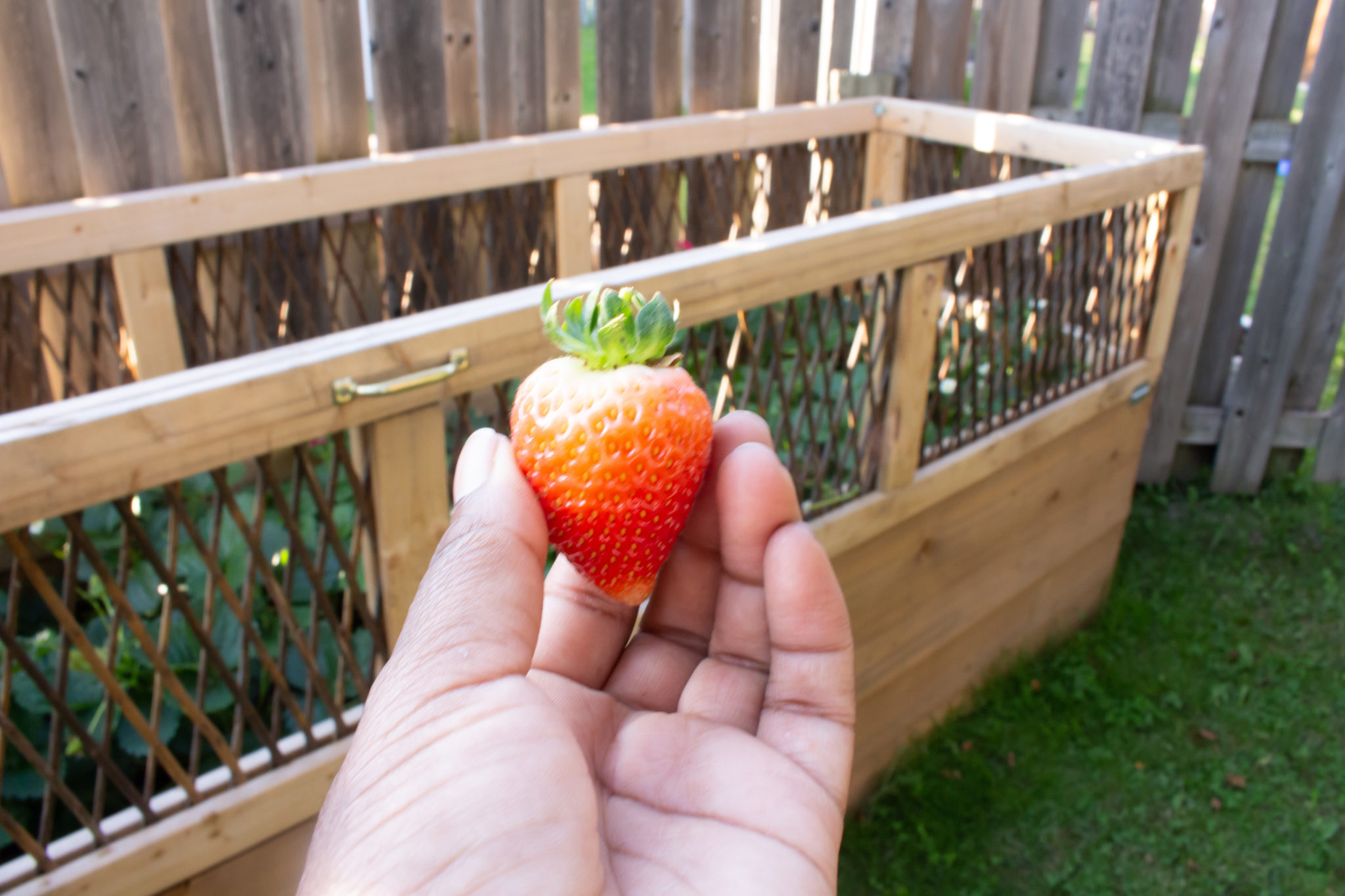 Strawberry picking