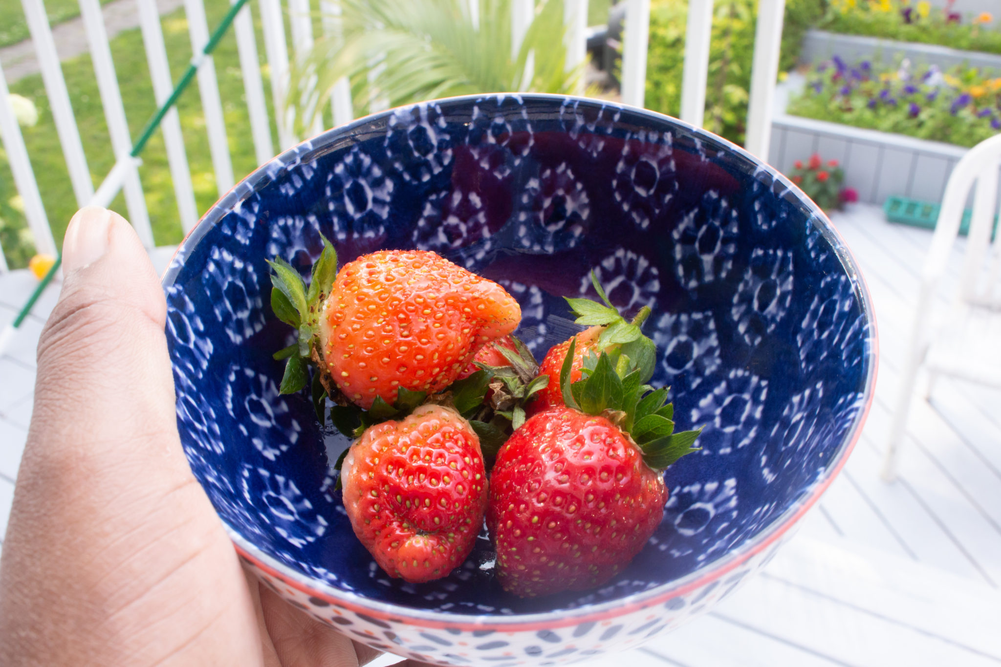 Garden Update: Strawberry picking in our own yard!