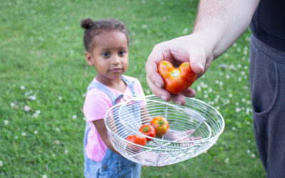 Heart Shaped Tomatoes And More Garden Update!