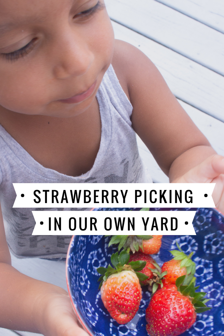 Garden Update: Strawberry picking in our own yard!