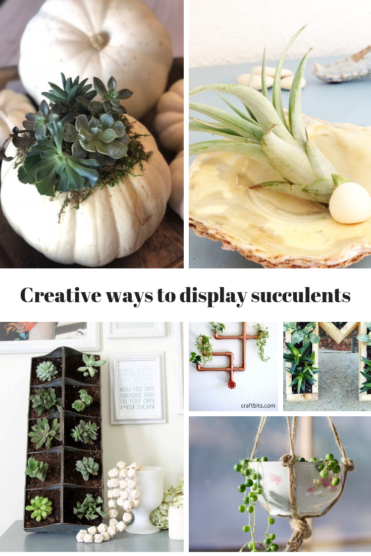 Creative Ways To Display Succulents 