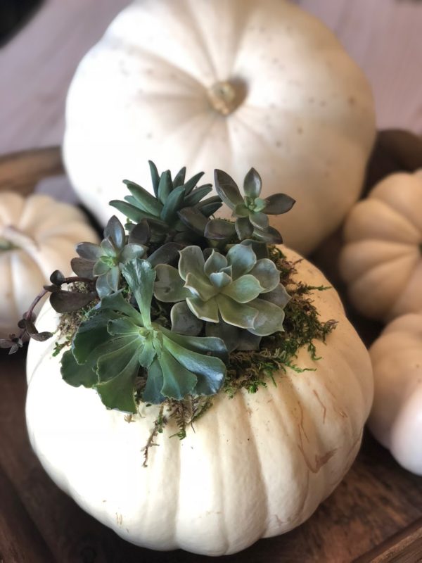 Creative Ways To Display Succulents 