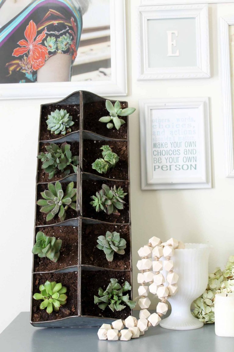 Creative Ways To Display Succulents 