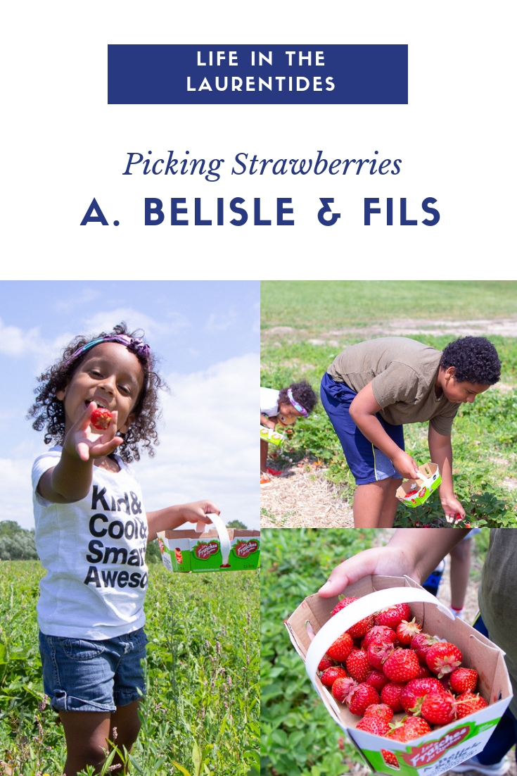 Picking Strawberries A. Belisle & Fils | Life In The Laurentides