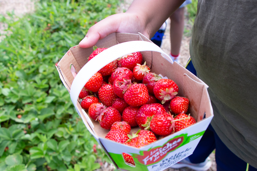 Picking Strawberries A. Belisle & Fils