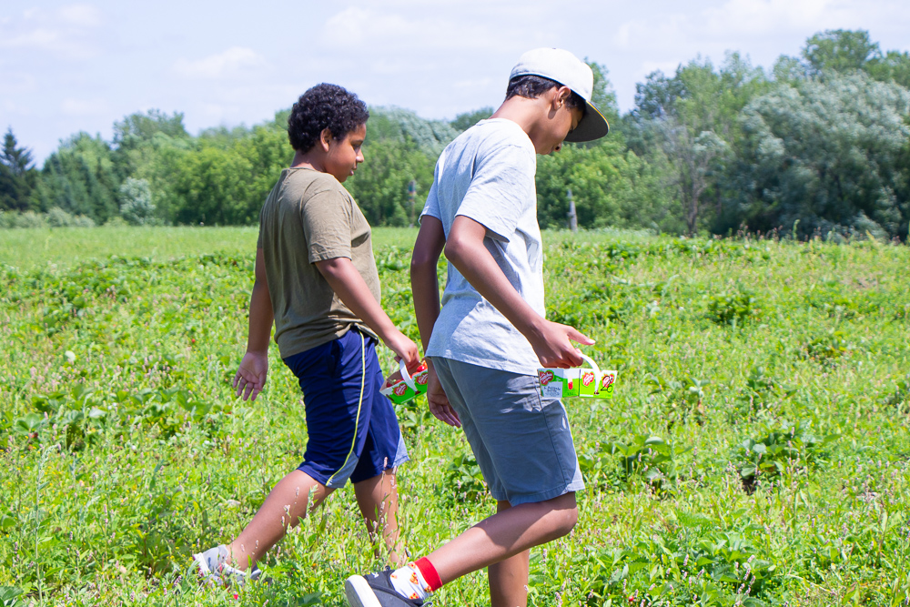 Picking Strawberries A. Belisle & Fils