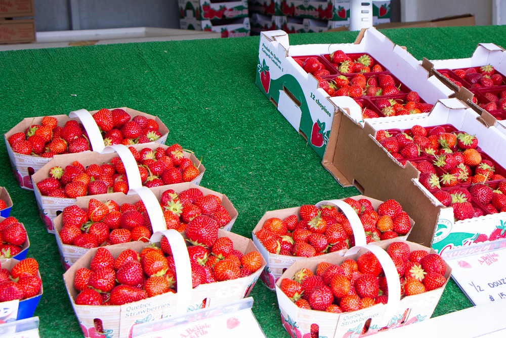 Picking Strawberries A. Belisle & Fils