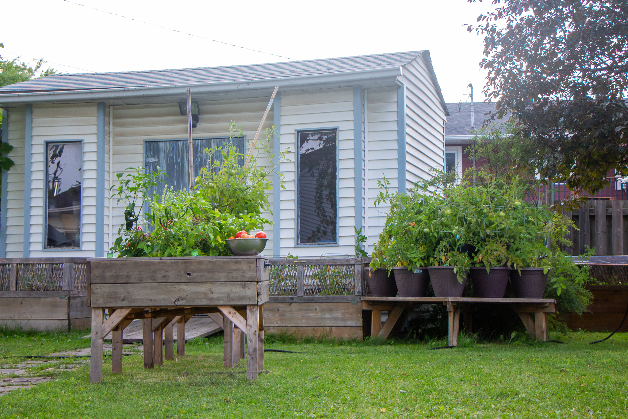 Tomato Harvest From Our Garden