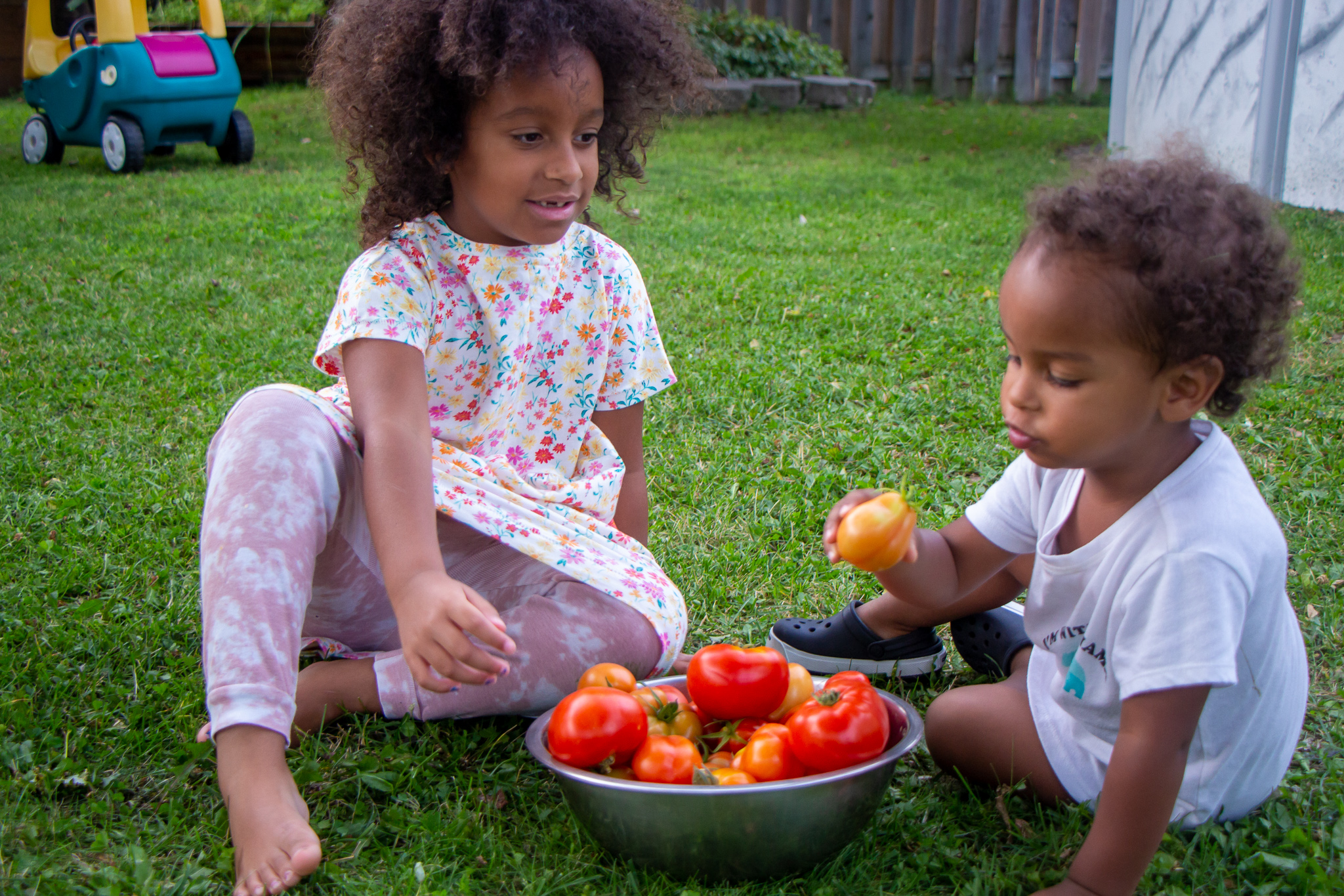 Tomato Harvest From Our Garden