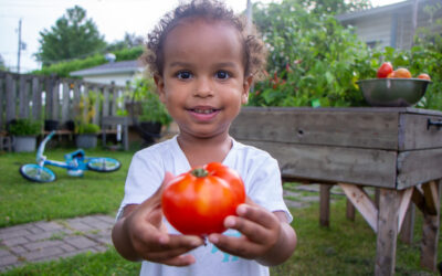 Tomato Harvest From Our Garden