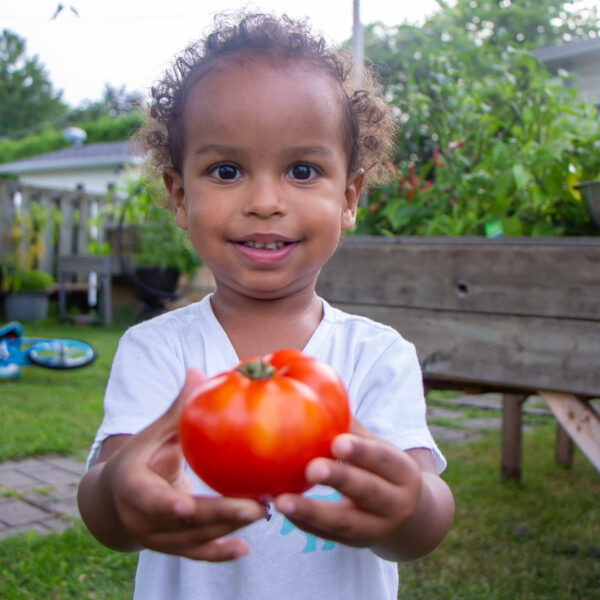 Grateful Sunday: Tomato Harvest From Our Garden