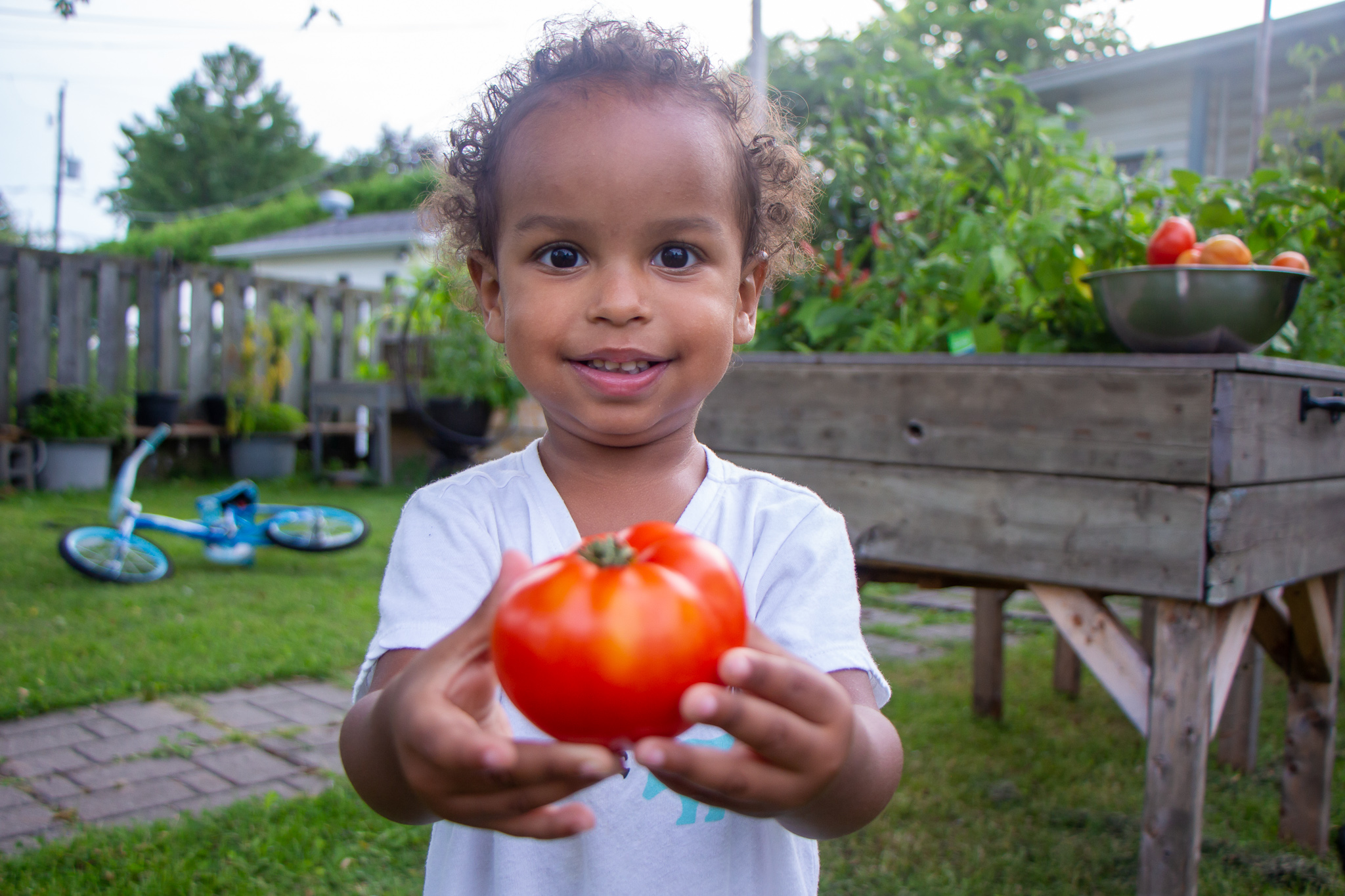 Tomato Harvest From Our Garden