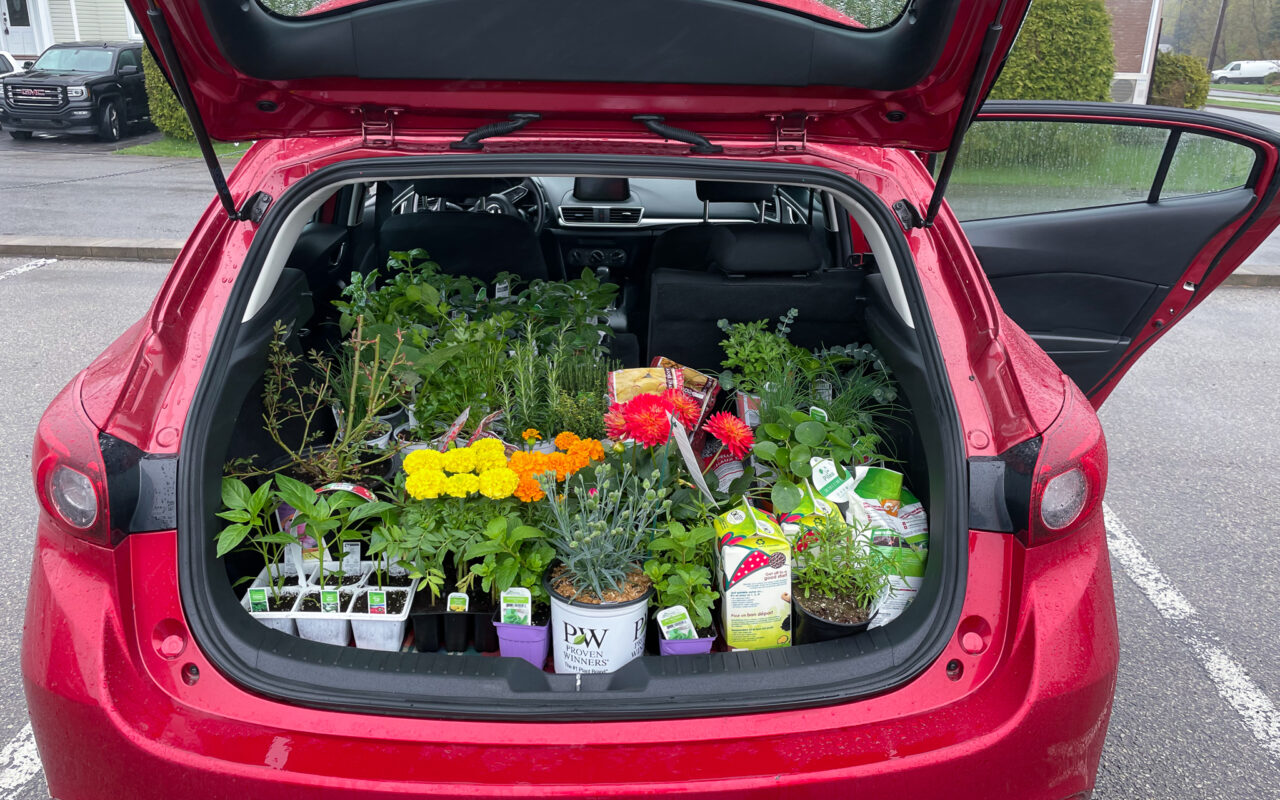 CHOOSING THE RIGHT PLANTS FOR YOUR VEGO GARDEN RAISED BEDS