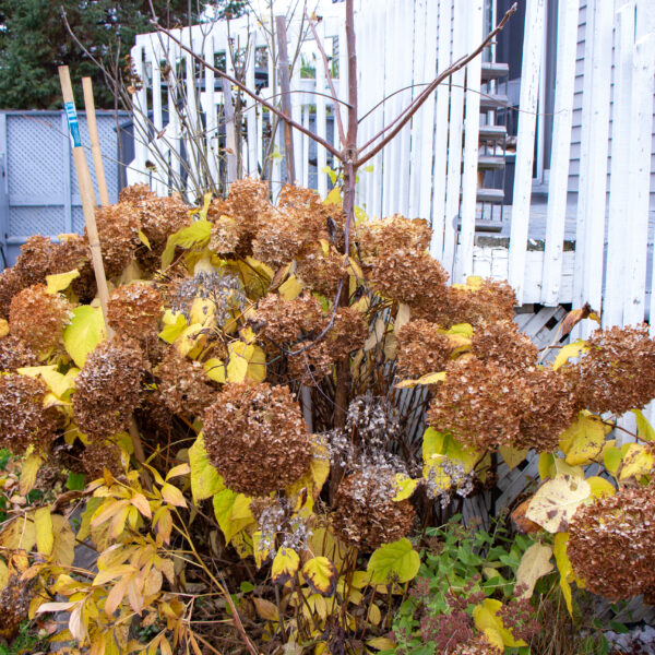 Grateful Sunday: Things Bringing Me Joy Right Now