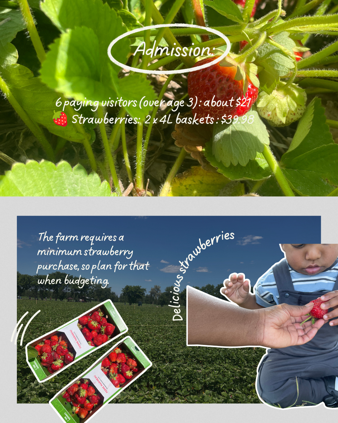 Strawberry Picking at Ferme Marineau in Laval: What We Loved, What We’d Skip, and What It Actually Cost Us