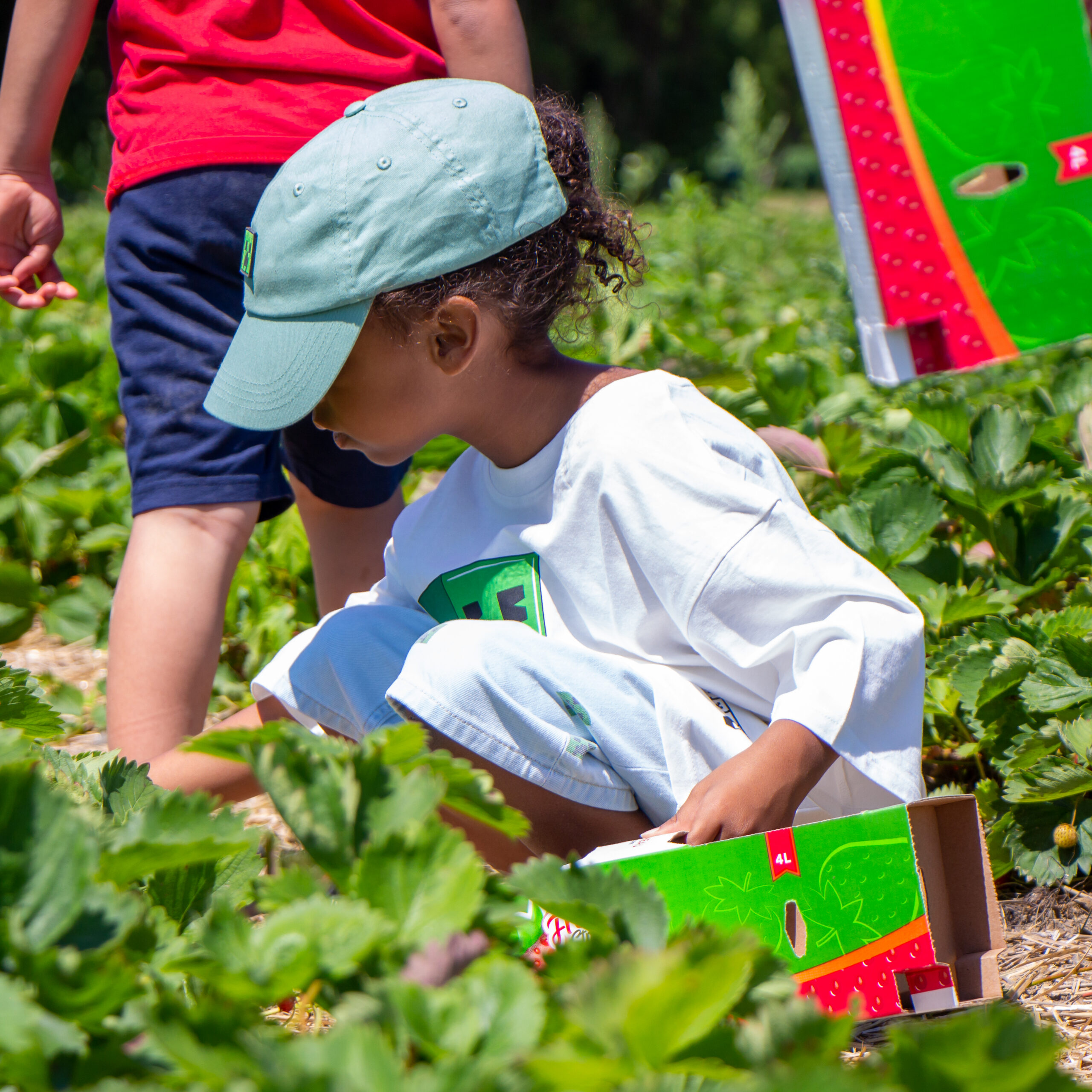 Strawberry Picking at Ferme Marineau in Laval: What We Loved, What We’d Skip, and What It Actually Cost Us